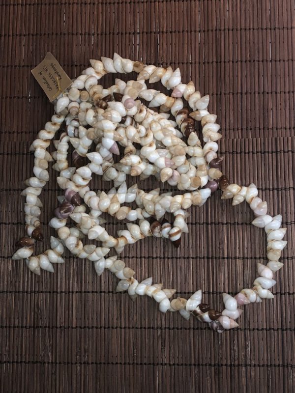 Rare Extinct Shell necklace from Rarotonga, Cook Islands - Image 2