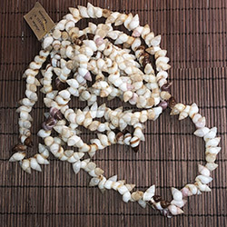 Rare Extinct Shell necklace from Rarotonga, Cook Islands